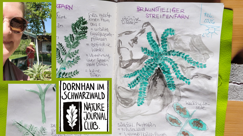 Nature Journaling-Club Dornhan