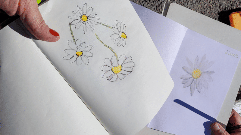 Nature-Journal-Clubtreff Ergebnisse Gänseblümchen