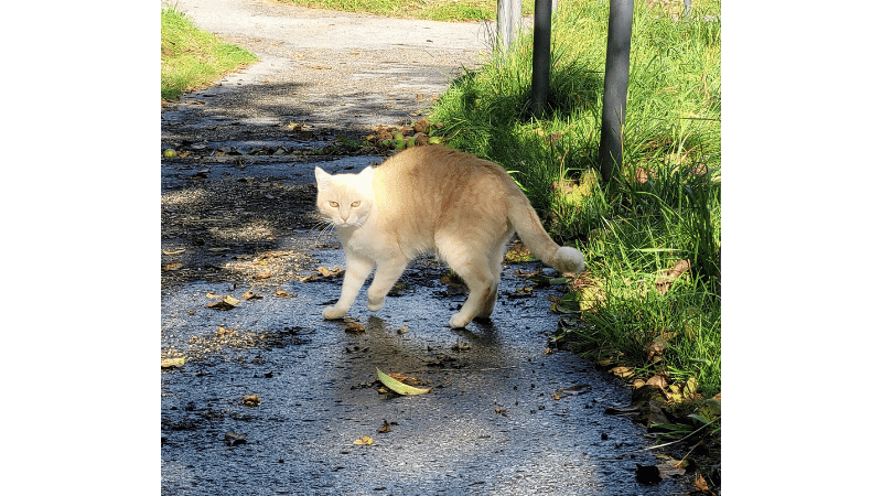 Mein Katzenspaziergang mit Nala